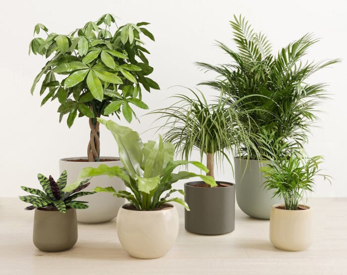 EasyPlant